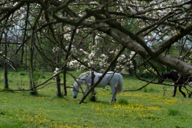 Mai en Normandie