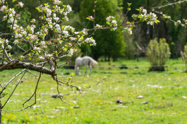 Avril en Normandie