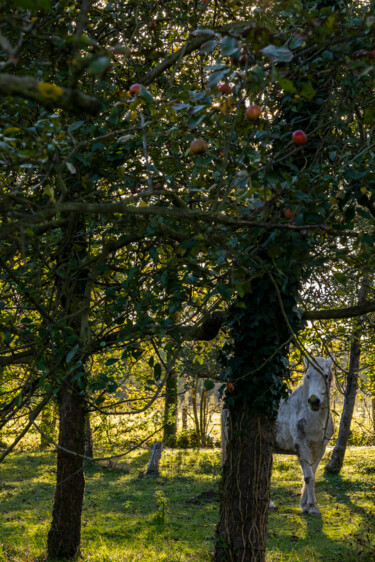 Cheval le soir