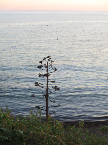 Fleur d'aloès à Sanary