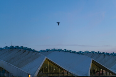 Piscine et oiseau