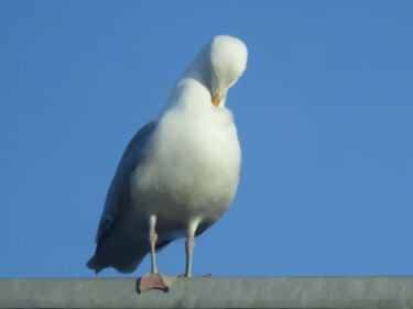 Toilette