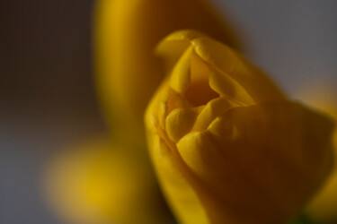 Tulipe jaune