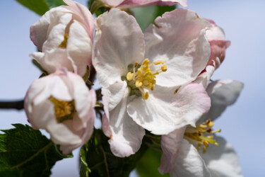 Fleur de pommier