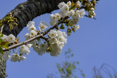 Vieux cerisier