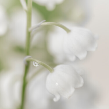 Muguet à l'aurore