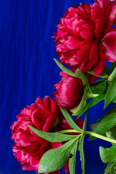 Pivoine sur fond bleu