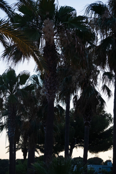 Palmiers à contre jour