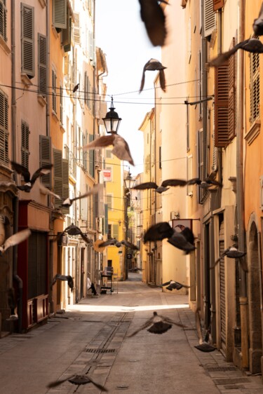 Vol de pigeons à Toulon