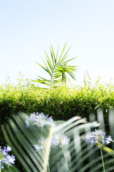 Deux feuilles palmées