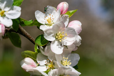 Fleurs sur la branche de pommier