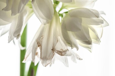 Amaryllis blanc