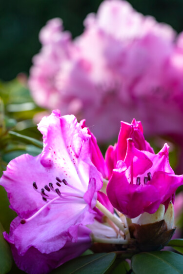 Rhododendron en bouton