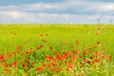 Coquelicots à la David Hockney