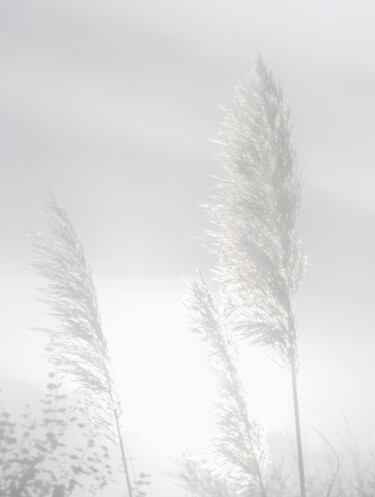 Pampas en plein été III